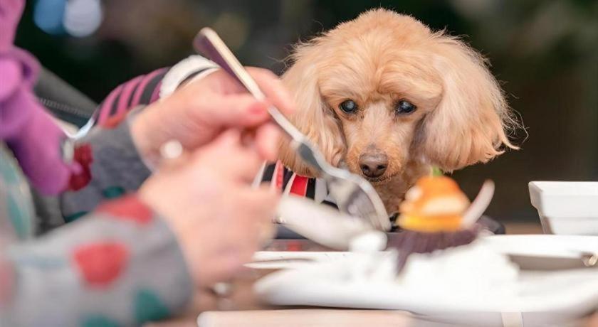 Corredor Yugawara Dog＆Resort Atami  Εξωτερικό φωτογραφία
